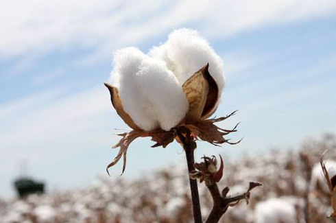 What are the natural fabrics? What are the advantages and disadvantages of natural fabrics?